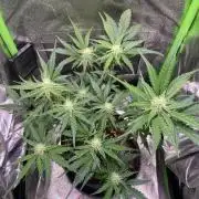 Bubble Kush Auto/RQS