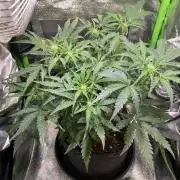 Bubble Kush Auto/RQS