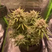 Royal Haze Auto/RQS