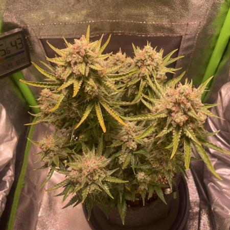 Royal Haze Auto/RQS