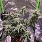 Bubble Kush Auto/RQS