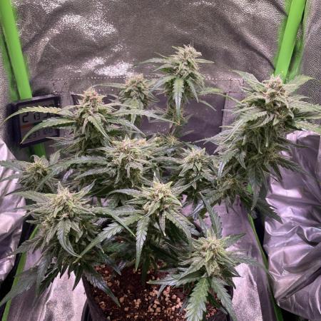 Bubble Kush Auto/RQS