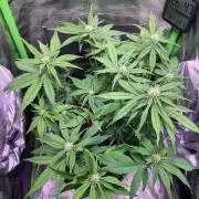 Ztrawberries Auto/Fast Buds