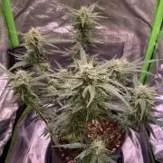 Bubble Kush Auto/RQS