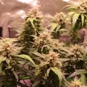 Bubble Kush Auto/RQS