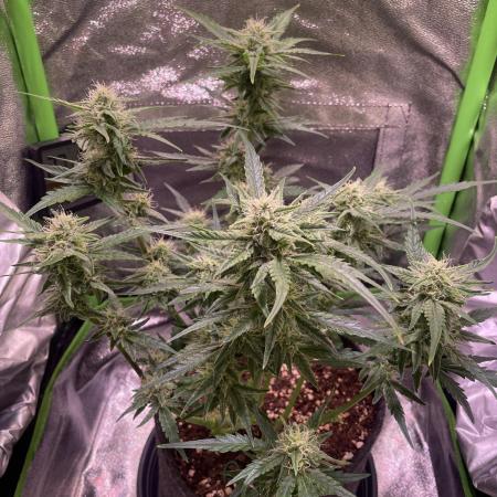 Bubble Kush Auto/RQS