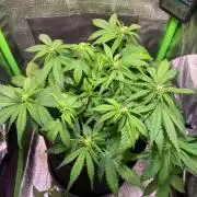 Ztrawberries Auto/Fast Buds