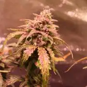 Bubble Kush Auto/RQS