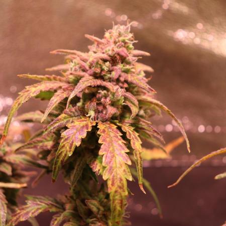 Bubble Kush Auto/RQS