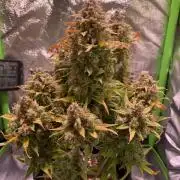 Royal Haze Auto/RQS