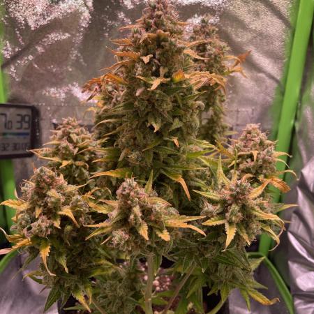 Royal Haze Auto/RQS
