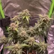 Bubble Kush Auto/RQS