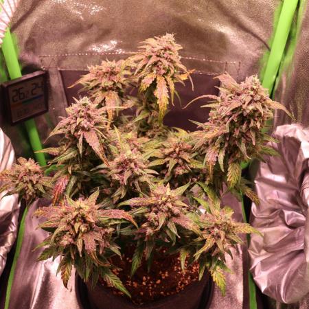 Bubble Kush Auto/RQS