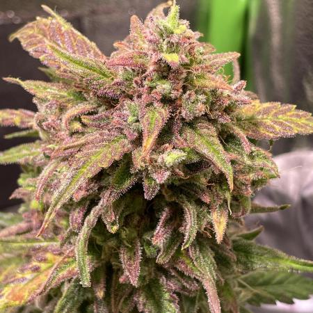 Bubble Kush Auto/RQS