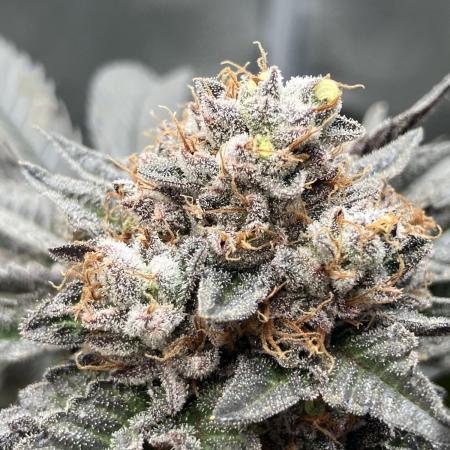 In house genetics and ethos