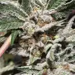 In house genetics and ethos