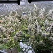 In house genetics and ethos