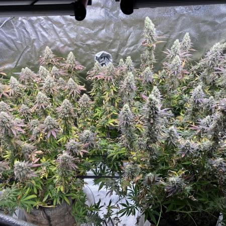 In house genetics and ethos