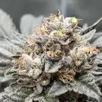 In house genetics and ethos