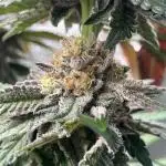 In house genetics and ethos