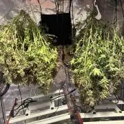 In house genetics and ethos