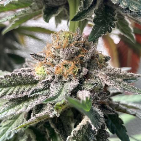 In house genetics and ethos