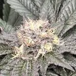 In house genetics and ethos