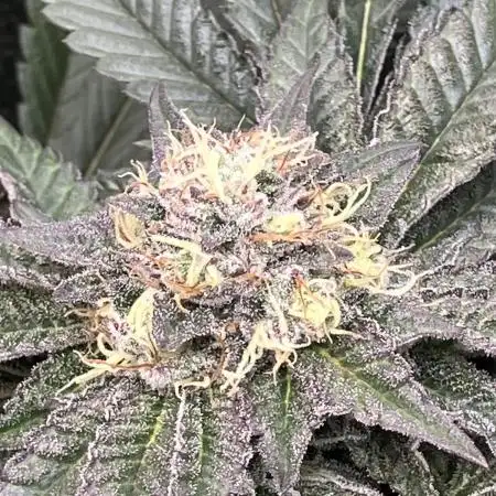 In house genetics and ethos