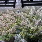 In house genetics and ethos