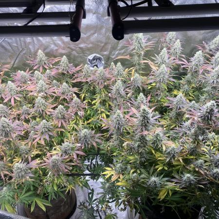 In house genetics and ethos