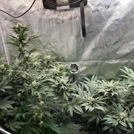 In house genetics and ethos