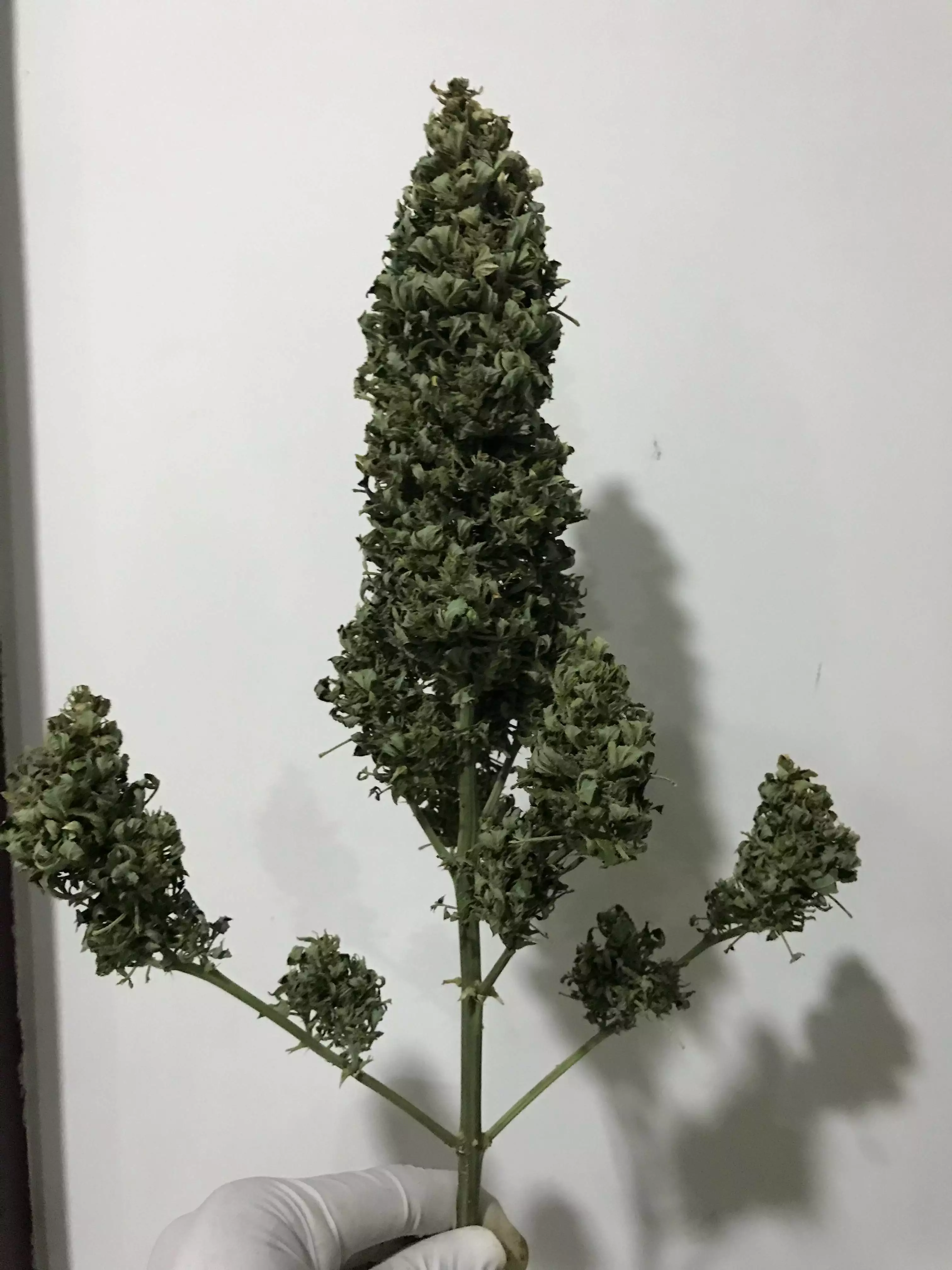 olivenbaum topf gro Kunstpflanze Olivenbaum Giant Y Stamm | 270cm