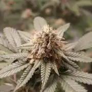 Blueberry Muffin 2026