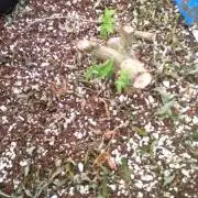 larry OG re-veg project