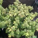 Diesel Glue