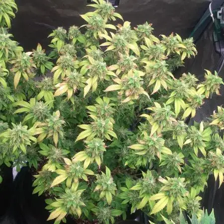 Diesel Glue