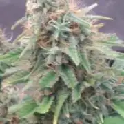 that boy larry #PimpMyGrow