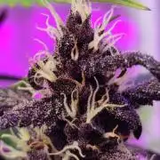 Auto Blackberry Kush & Auto Forbidden Cherry 🍒