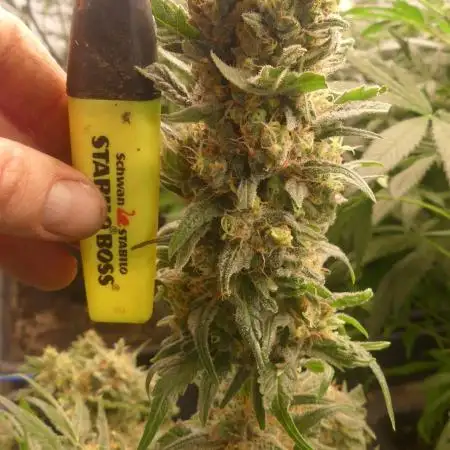 Autopots Kannabia Colombia Jack Vs Persian Pie