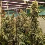 Persian pie Greenhouse seeds