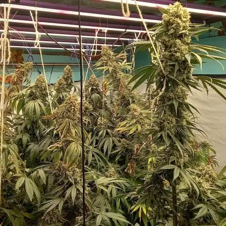 Persian pie Greenhouse seeds