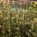 Persian pie Greenhouse seeds