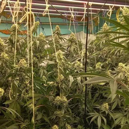 Persian pie Greenhouse seeds