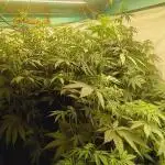 Persian pie Greenhouse seeds