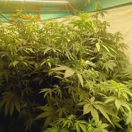 Persian pie Greenhouse seeds