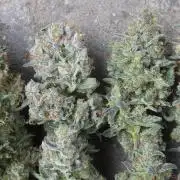 Persian pie Greenhouse seeds