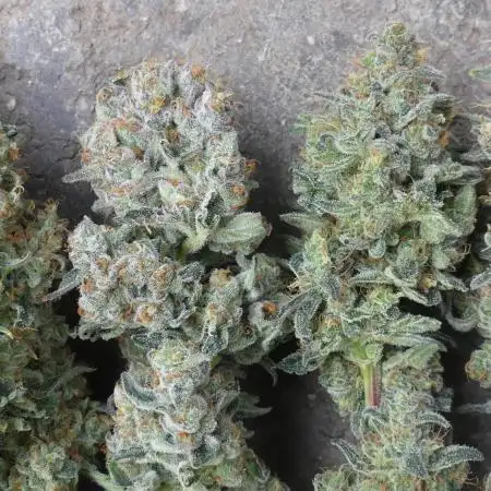 Persian pie Greenhouse seeds