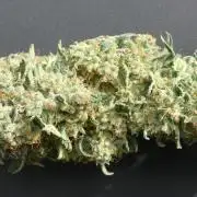 Anesia vs Barneys Mimosa x orange punch