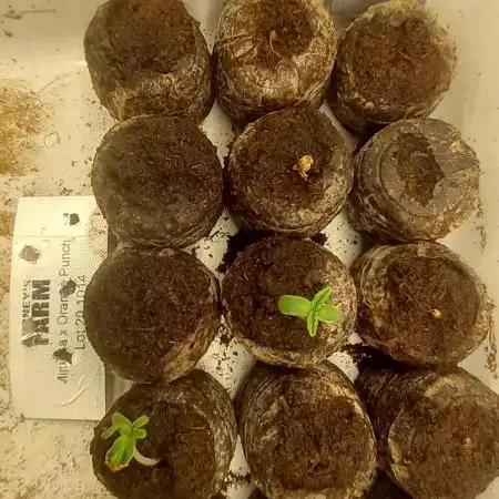 Mimosa evo vs Mimosa x orange punch