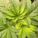 Anesia vs Barneys Mimosa x orange punch